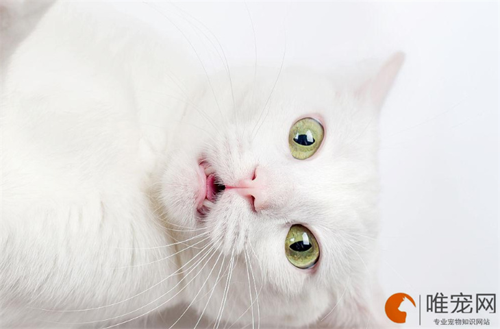猫早上5点到6点叫要警惕 猫早上5点到6点叫要警惕