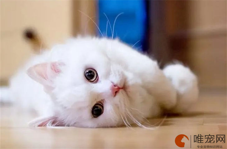 猫站不起来侧躺着抽搐嚎叫是怎么回事 猫站不起来侧躺着抽搐嚎叫是怎么回事