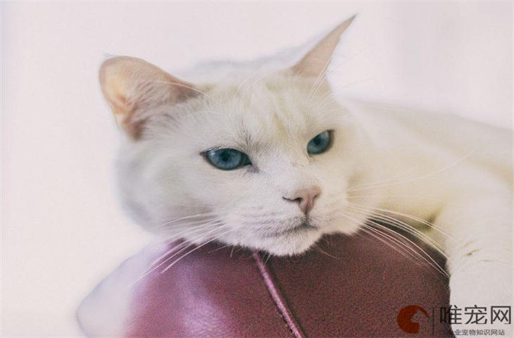 猫站不起来了还有救吗 猫站不起来了还有救吗