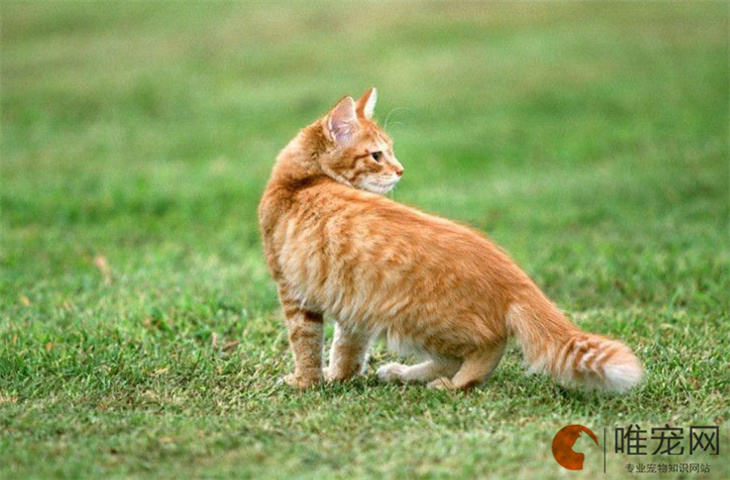 什么人养猫吉利 什么人养猫吉利