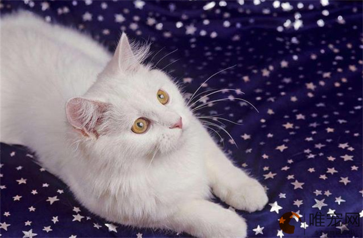 夏天流浪猫会中暑吗