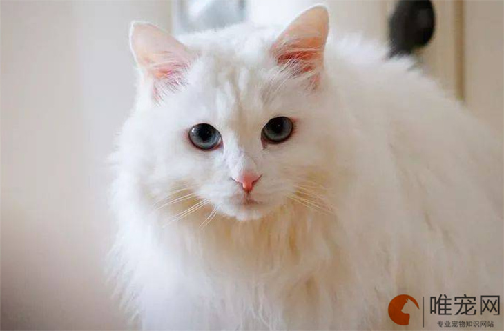 小猫奄奄一息如何救活 临终前的表现有哪些 小猫奄奄一息如何救活 临终前的表现有哪些