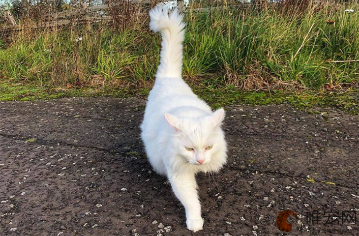 小猫站不起来了咋回事 临死前的征兆有哪些 小猫站不起来了咋回事 临死前的征兆有哪些