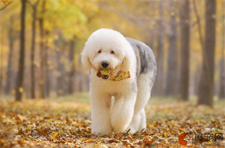 古代牧羊犬能吃草莓吗