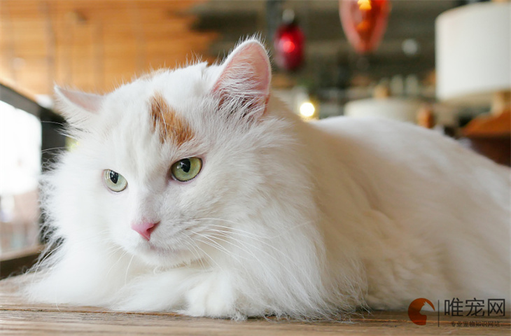 猫突然哀嚎一样怪叫是怎么回事 绝育需要注意什么